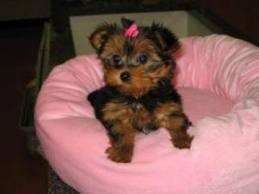 X-MAS TEECUP YORKIE PUPPIES FOR FREE ADOPTION