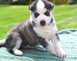 Wow!!Exceptional and Charming and Healthy Male and Female Siberian husky puppies for free adoption