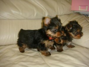 Amazing tiny Teacup Yorkie puppies ready!!!