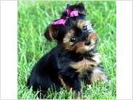 charming x-mas yorkie puppies ready to go.