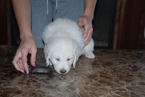 Perfect English Cream Golden Retriever For Adoption