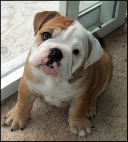 Gorgeous  english bulldog puppies for X-mas, text via (406 272 5410)