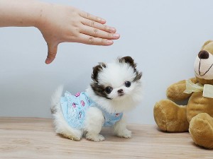 Amazing tiny Teacup Pomeranian puppies please contact with cell phone number waiting.