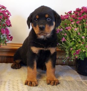 !!!!!Male and Female Rottweiler Puppies for Christmas!!!!!!