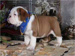 AKC English Bulldog Puppies For Adoption