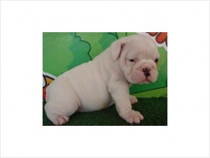 AKC English Bulldog Puppies For Adoption