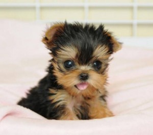 Beautiful Yorkie puppies for free adoption ready for you this Xmas