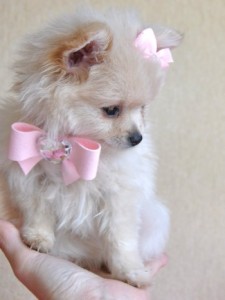 Pomeranian Puppies for adoption