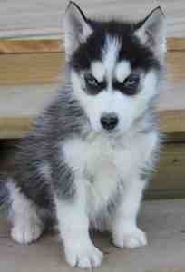 AKC Black &amp; White Male Siberian Husky Puppies Available