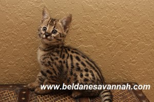 Striking F2 Brown Spotted Savannah kittens, Ready Now