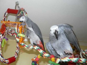 beautiful talking African Grey Parrots for adoption (Congo)