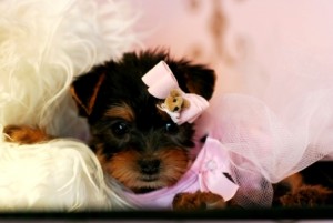 Potty Trained male and female Teacup Yorkie puppies available for adoption