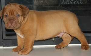 Red Eyes Dogue De Bordeaux