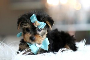 Potty Trained male and female Teacup Yorkie puppies available for adoption