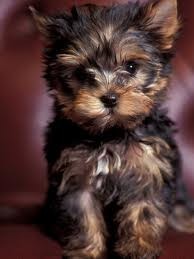 Yorkie puppies for adoption