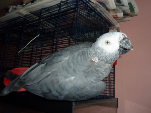 Talking pair Of African Grey Parrots available for adoption