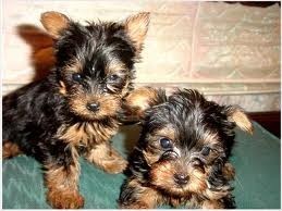 Male and Female teacup Yorkie Puppies For Adoption.I have two of these puppies for adoption