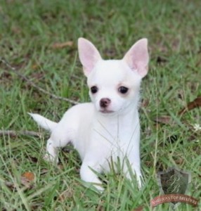 Chihuahua Puppies that needs a new home now! parents are moving out of town