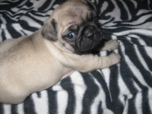 MALE AND FEMALE PUG PUPPIES FOR ADOPTION