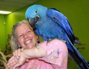 Two adorable hyacinth macaw parrots? for sale