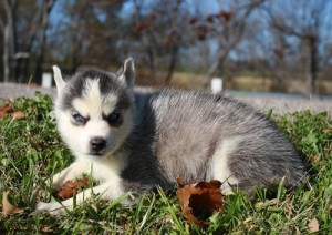 Siberian Husky for Xmass