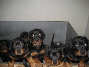 Rottwieler puppies for sale.