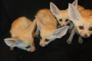 fennec fox for sale