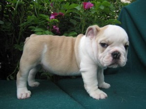 AKC English Bulldog Puppies