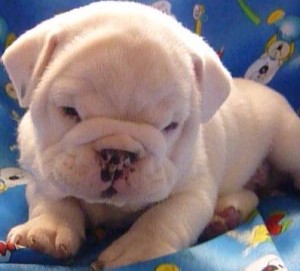 Adorable English bulldogs Puppies For SALE