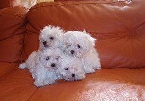 Male And Female Charming Maltese Puppies forAdoption For X-mas