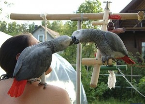 Lovely African Grey Parrots Ready For A New Home