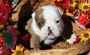 cute looking bull dog puppies for sale