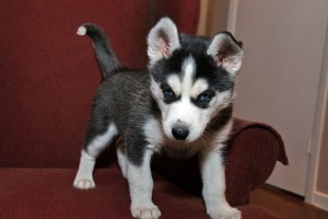 Two lovely siberian husky pups