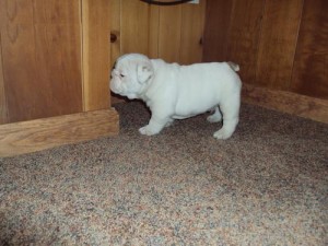 1male and 2 females bull dog puppies for sale