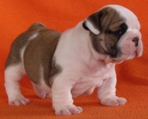 AMAZING AND CUTE ENGLISH BULLDOG PUPPIES FOR FREE ADOPTION