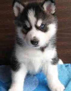 Siberian husky puppies with blue eyes 509-345-8270