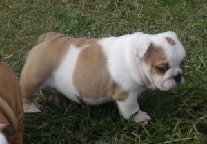 Gorgeous little English Bulldog girl for sale