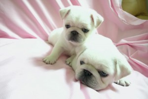 adorable white pugs for x-mass