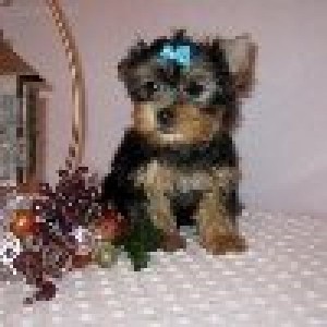 Hello Cute Teacup Yorkie Puppies Available