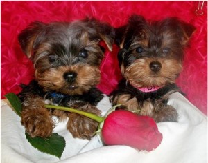 !! FREE !! TeaCup Yorkie Puppies for Thanks Giving (Best Quality)