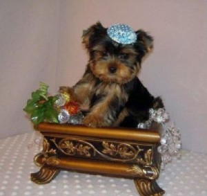 AKC T Cup Yorkie Puppies Seeking Hew Lovely Home