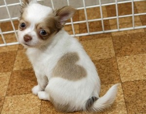 CHIHUAHUA TOY PUPPY!!