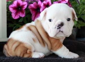 Adorable English bulldog puppies looking for a new home