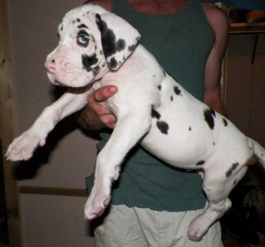 Quality AKC of Male and Female Great Dane puppies ready