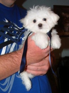 Male And Female Maltese Puppies