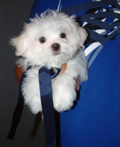 AKC Registered Maltese Puppies