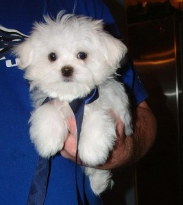 loving baby boy Maltese Puppies