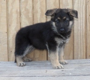 very well German Shepherd Dog puppies for sale