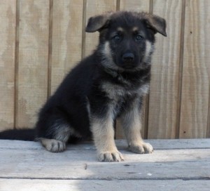 transition German Shepherd Dog puppies for sale