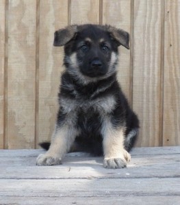 outstanding  German Shepherd Dog